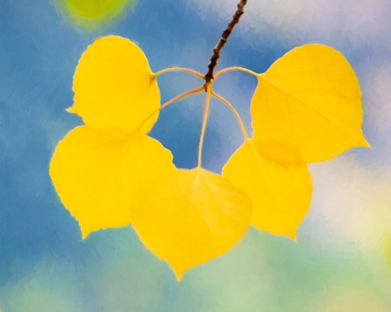 Golden Aspen Close Up