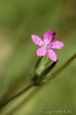 Tiny Pink Bloom