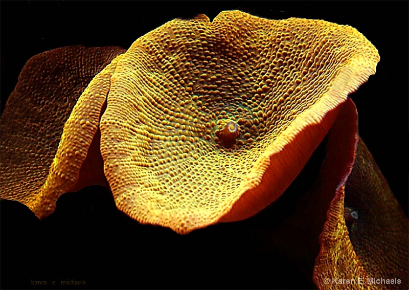 Orange Mushroom Coral - ID: 14999799 © Karen E. Michaels