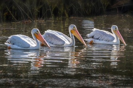 White Pelican Trio2  5606