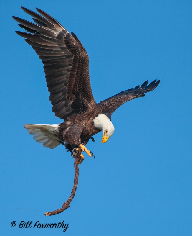 Eagle with Stick for Nest