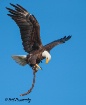 Eagle with Stick ...