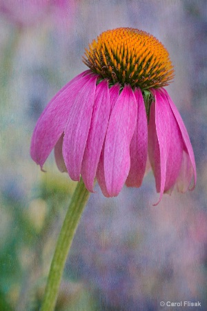 Pink Coneflower