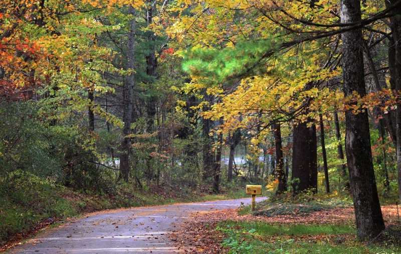 Country Lane