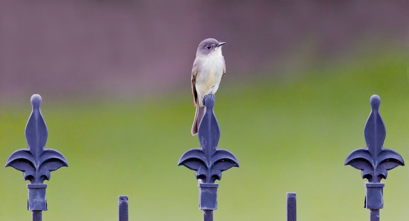 On The Fence