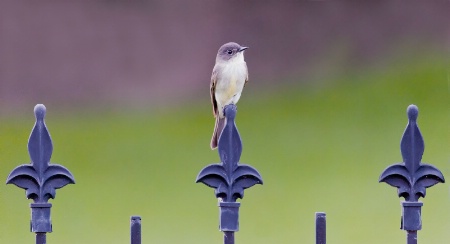 On The Fence