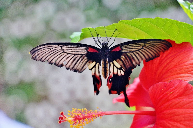 Rose Butterfly