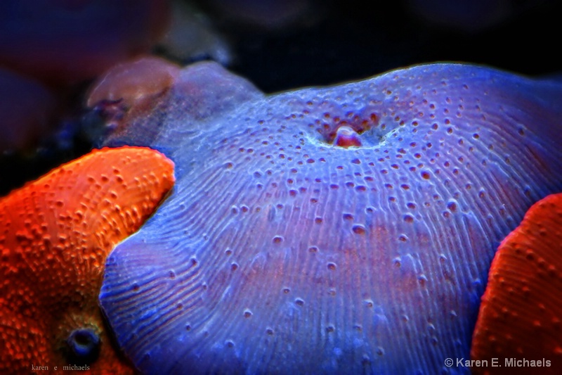 blue and orange Mushroom coral - ID: 15000924 © Karen E. Michaels