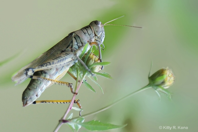 One Huge Grasshopper