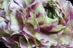 Ranunculus