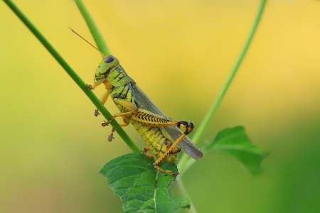 Grasshopper