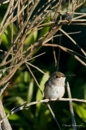 Bird on a Stick