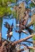 Eagles Coming and...