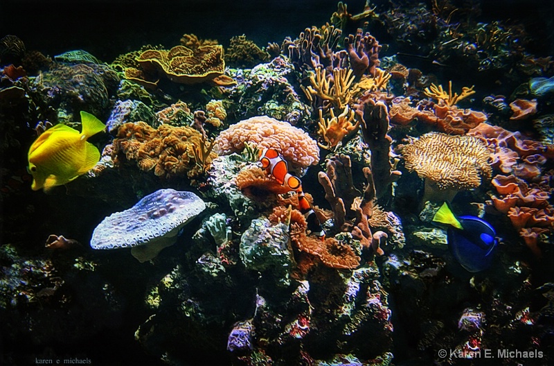 reef life - ID: 15001637 © Karen E. Michaels