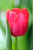 Lone Tulip