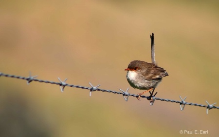 Bird on the Wire