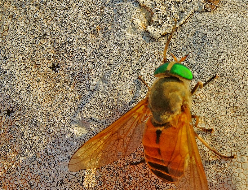 May-Bug