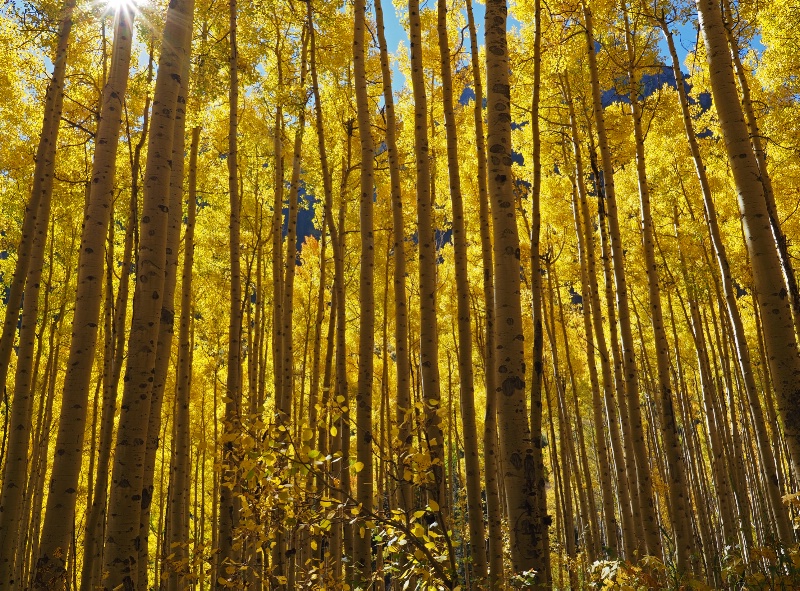 Aspens Near Maroon Bells