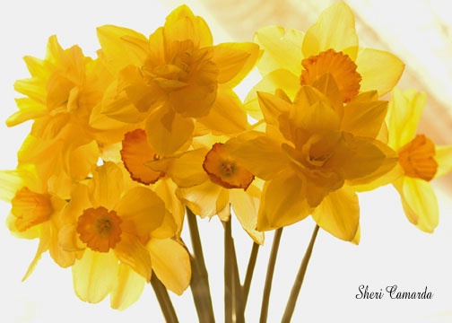 Bouquet of Daffodils - ID: 15002184 © Sheri Camarda