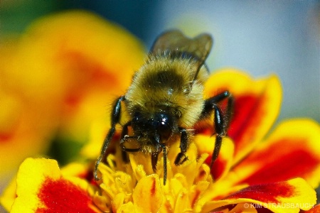 Bumble Bee Atop The Marigold