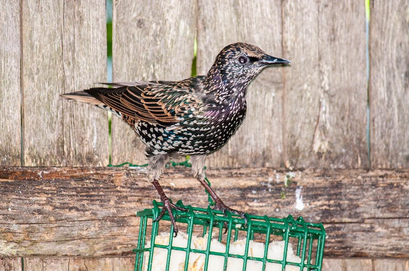 Darling Starling