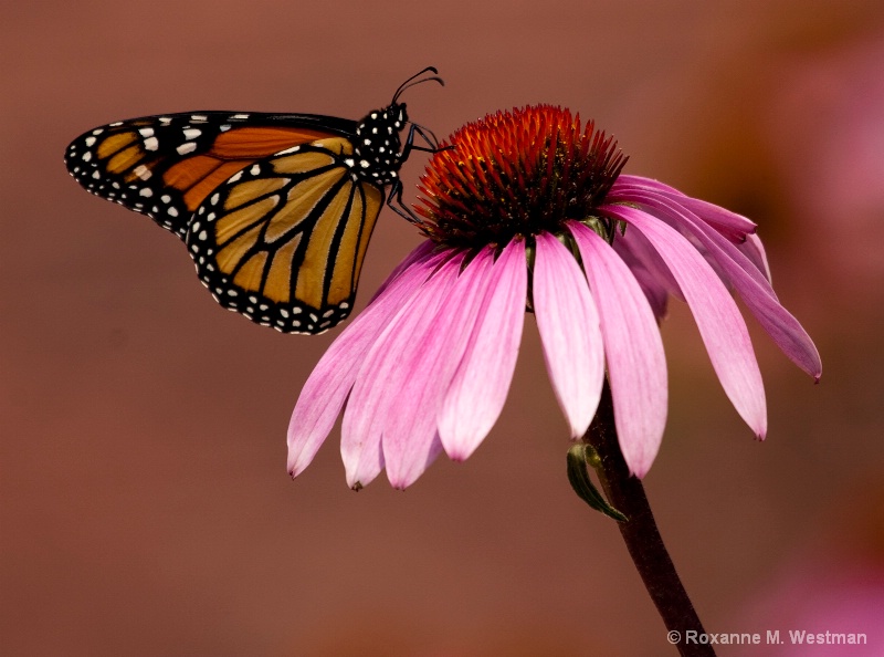 Butterfly on Coneflower - ID: 15003445 © Roxanne M. Westman