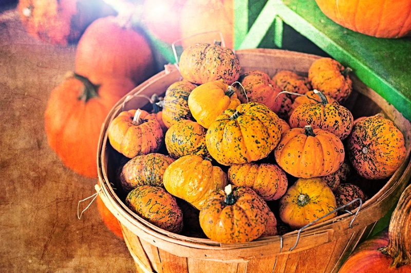 Pumpkins with Flare - ID: 15003500 © Shelia Earl