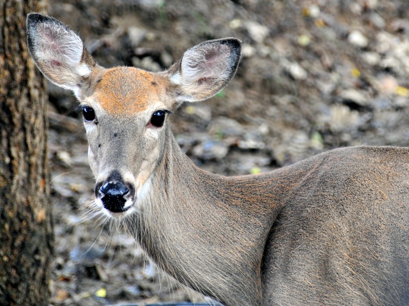 Doe Eyes