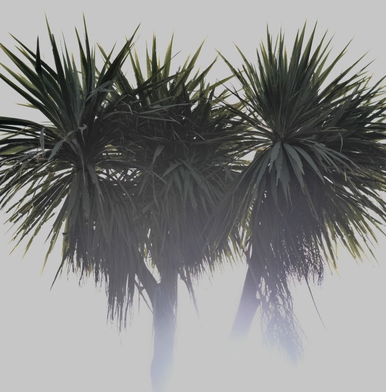 Cabbage Trees 