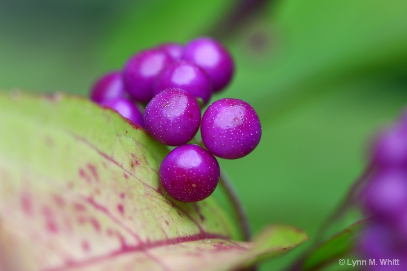 beauty berries