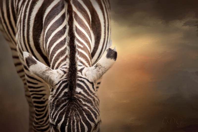 Zebra 