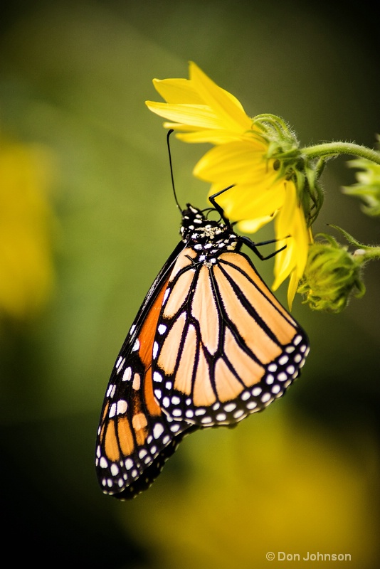 Monarch Butterfly 3-0 f lr 9-25-15 j174