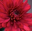 Mum Elegance...