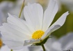 Flower at the Fai...