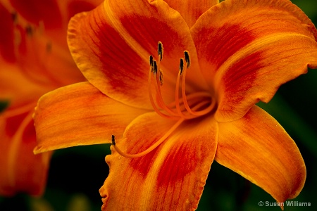 Tiger Lily