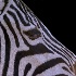 © Birthe Gawinski PhotoID # 15003749: the zebra
