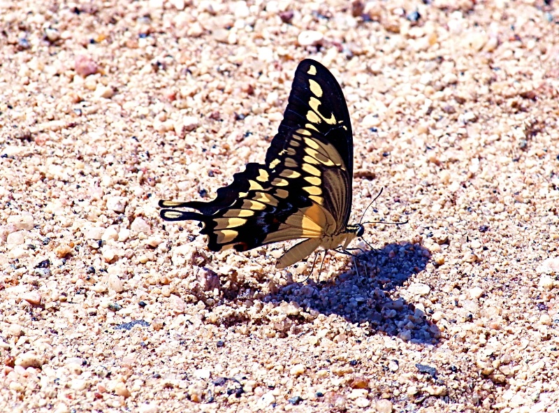 Butterfly Heart