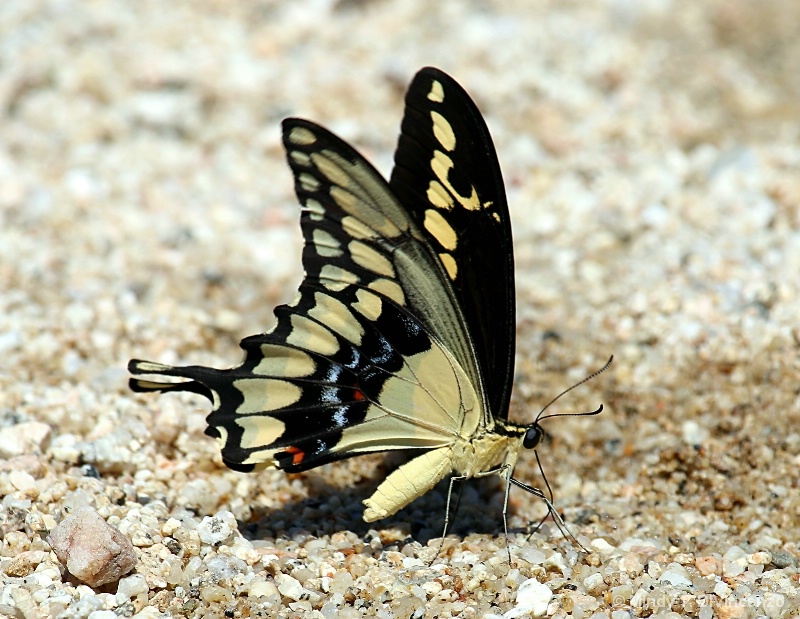 Baja Butterfly