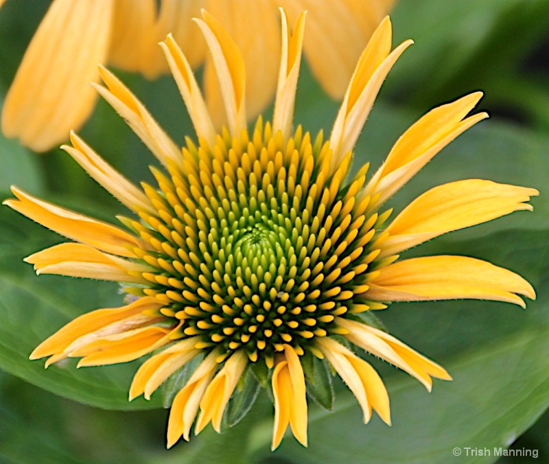 Joyful Yellow...