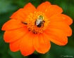 Nature's Coll...