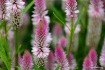 Pink Highlights.....