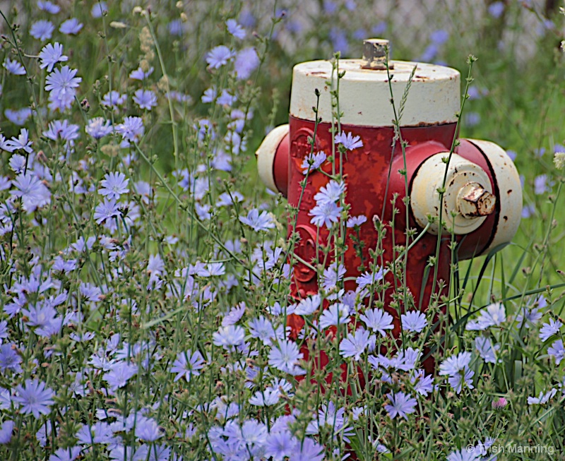 Hydrant in a field of flowers...