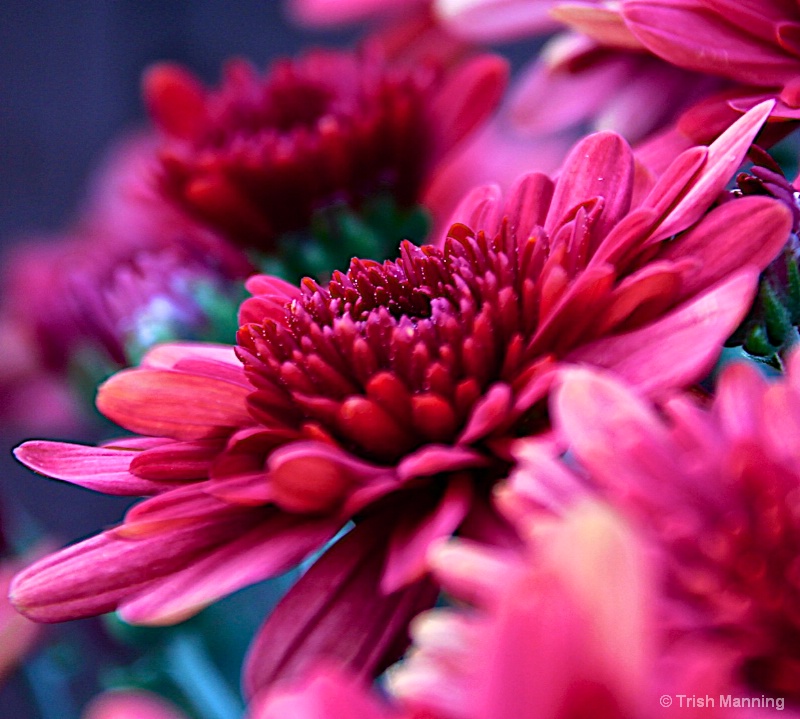 Cascade of Mums...