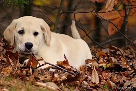 Oliver's Haven in the Leaves...