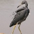 2Little Blue Heron - ID: 15003823 © Carol Eade