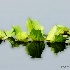 2Water Lettuce  - ID: 15003825 © Carol Eade
