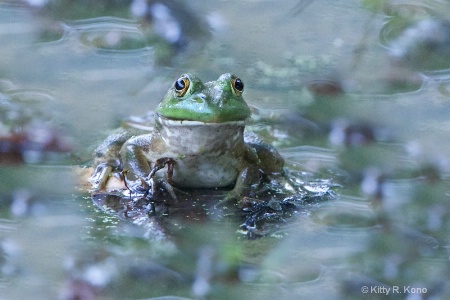 The Magic Frog