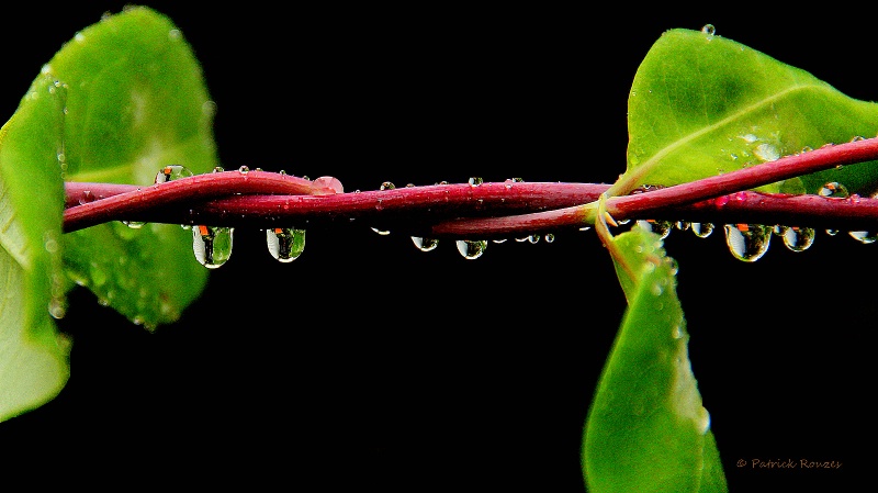 Rain On Honeysuckle