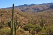 Saguaro National ...