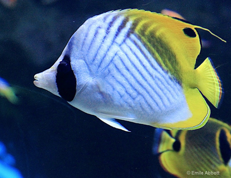 Spotfin Butterfly fish - ID: 15004552 © Emile Abbott